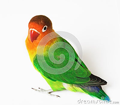 Love Bird on Stockbilder  Lovebird  Bild  2105924