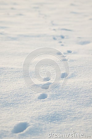 Lizenzfreie Stockbilder: Tierspuren im Schnee