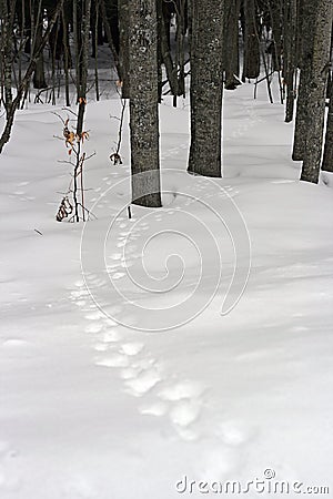 Tierspuren durch Schnee im Holz. Photo taken on: February 28th, 2010